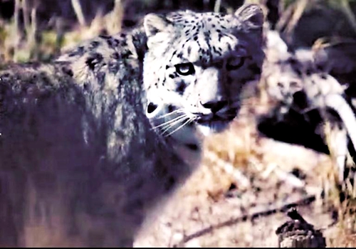贺兰山自然保护区又迎来一只雪豹“公主”